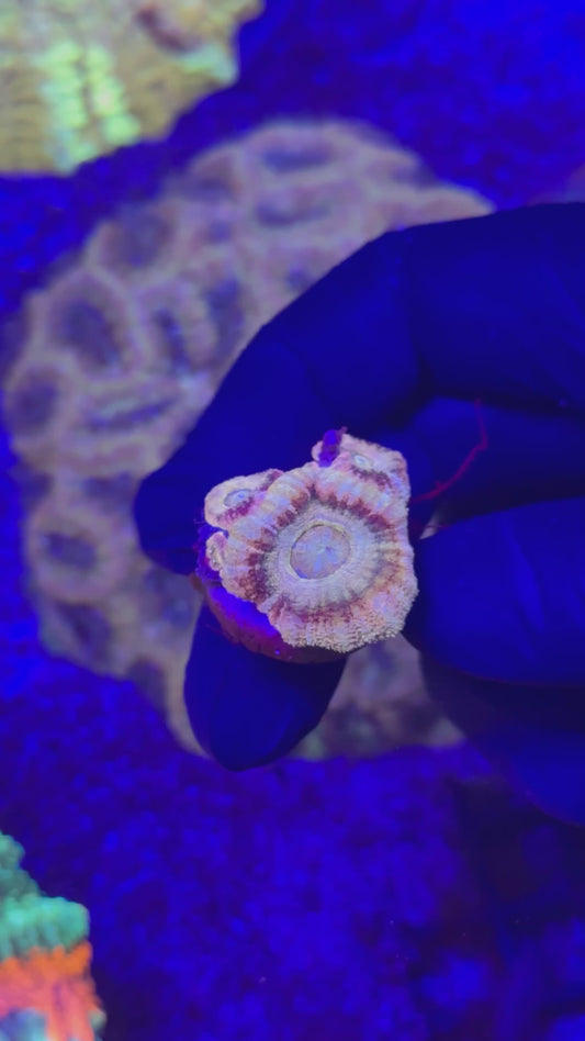 Pink lady Acans (Acanthastrea lordhowensis)