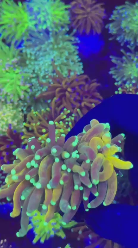 Ultra Reverse Tiger 2.0 torch (Euphyllia glabrescens)