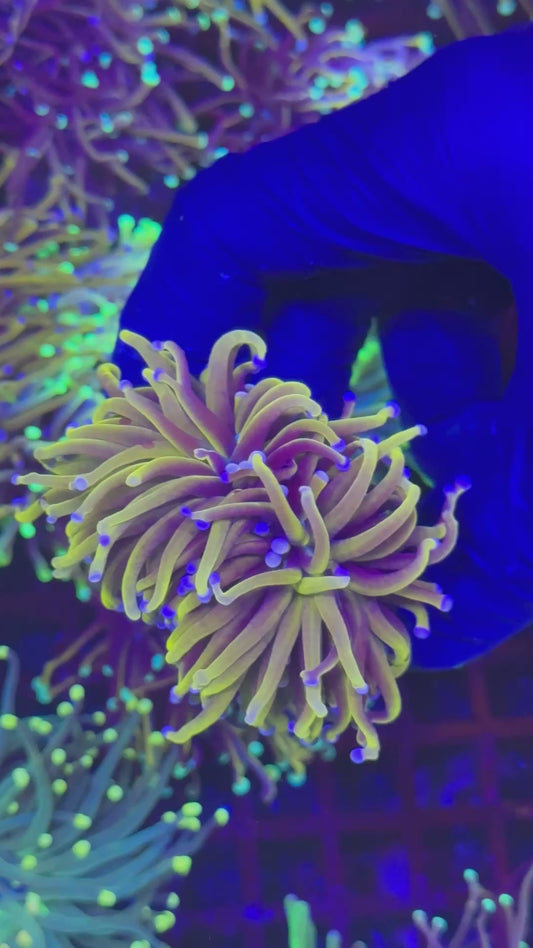 Ultra 24k gold torch (Euphyllia glabrescens)
