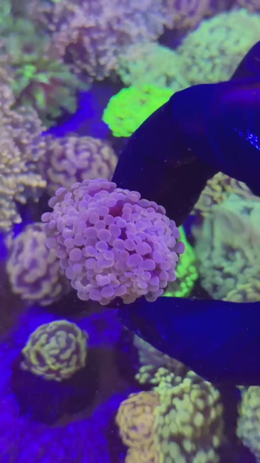 Pink para 2h (Euphyllia paraancora)