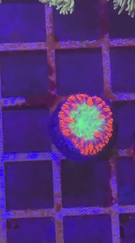 Red and green blasto (Blastomussa wellsi)