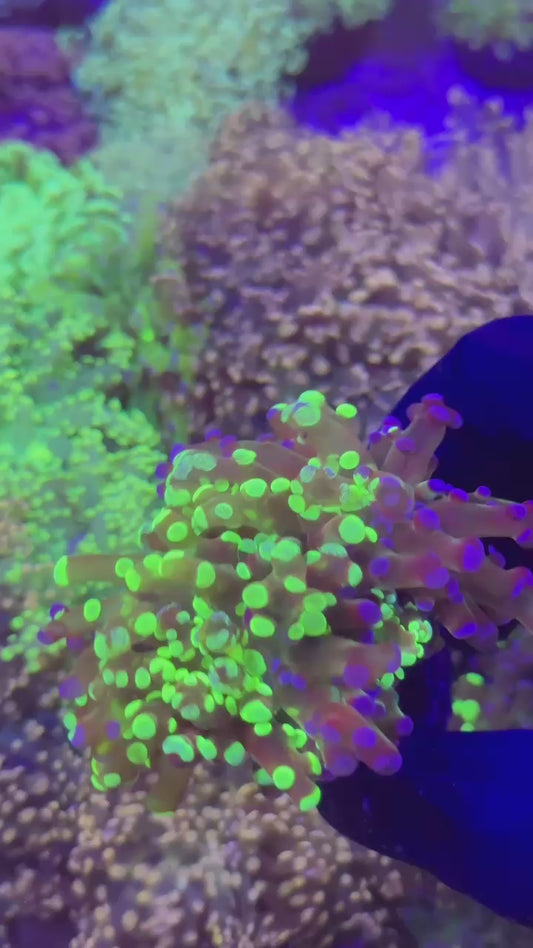 RARE ! GRAFTED frogspawn 2h (Euphyllia paradivisa)