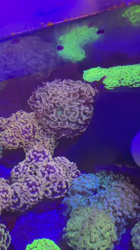Pink & green center hammer (Euphyllia ancora)
