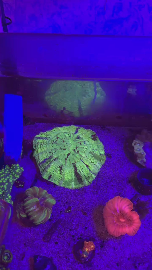 Ultra Grafted Acantho (Acanthophyllia sp.)