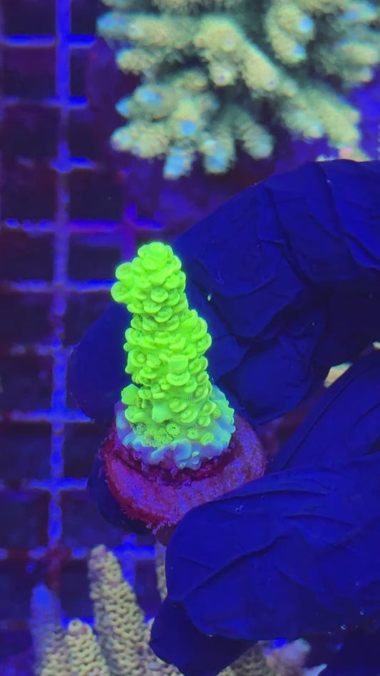 Tinkerbell frag (Acropora tenuis)