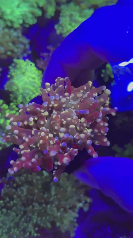 Different tips frogspawn ( Euphyllia paradivisa )