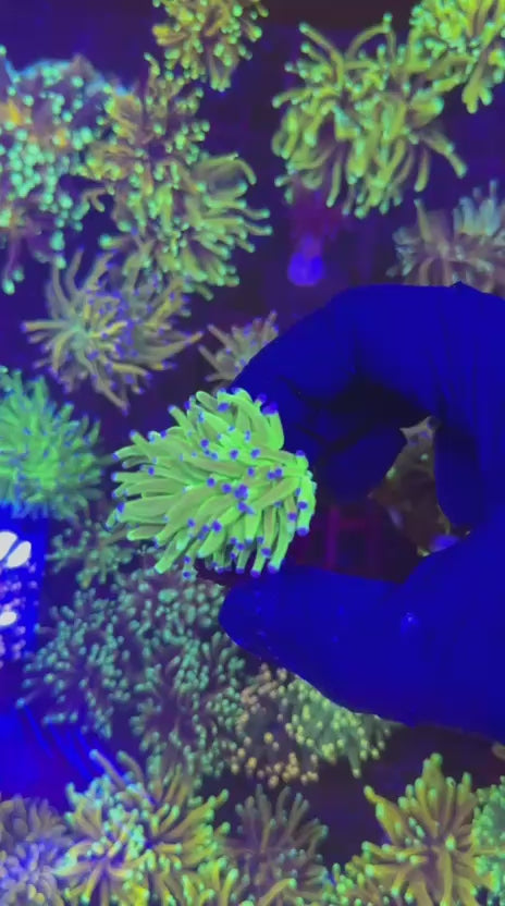 Blueberry torch (Euphyllia glabrescens)