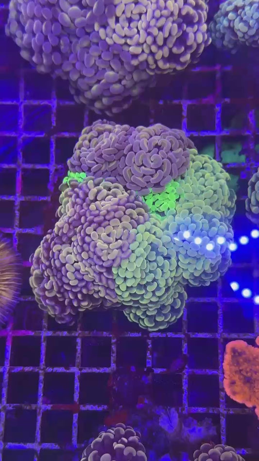 Garden hammer (Euphyllia paraancora)