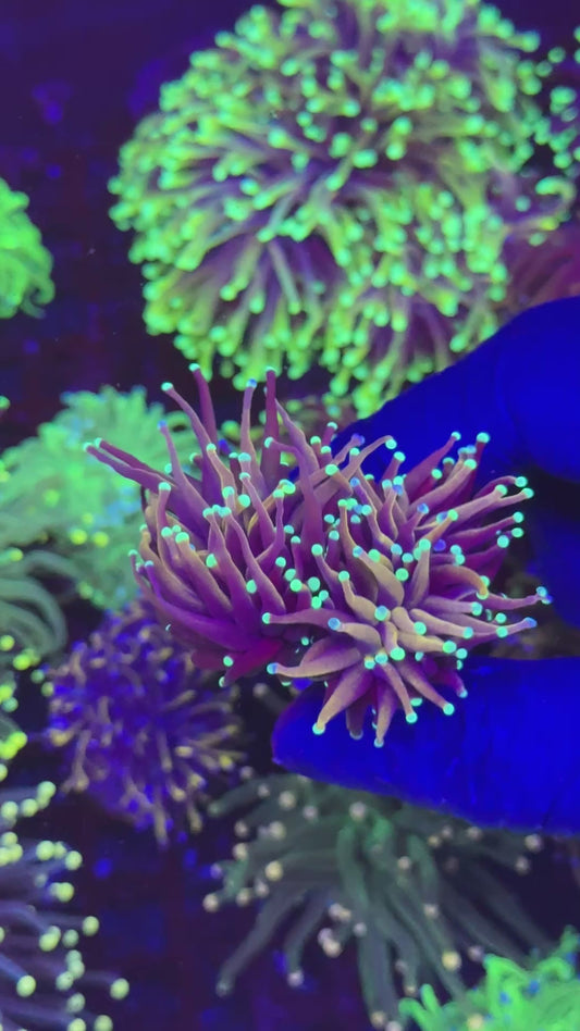 Indo gold torch different tips ( Euphyllia glabrescens )