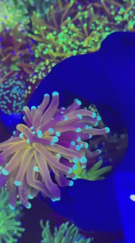 Violet Tiger Torch 2.0 (Euphyllia glabrescens)