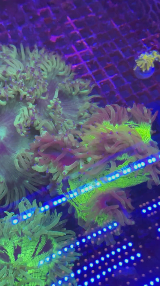 Super blue tips Catalaphyllia