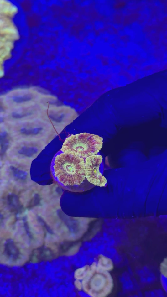 Pikachu Acans (Acanthastrea lordhowensis)