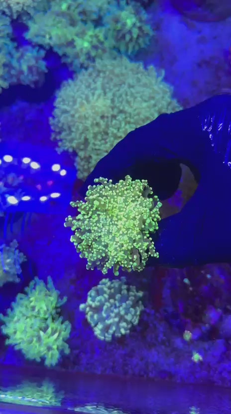 Gold yaeya (Euphyllia yaeyamaensis)