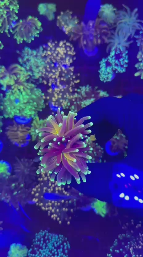 Tiger 2.0 torch (Euphyllia glabrescens)