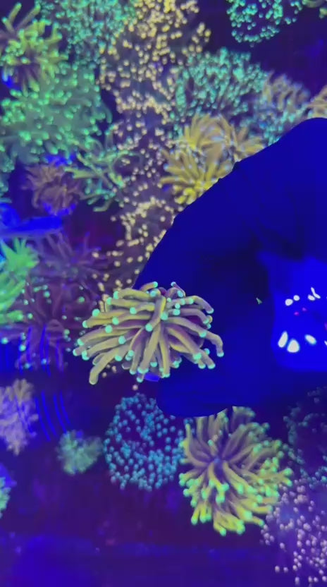 Sun of God torch (Euphyllia glabrescens)