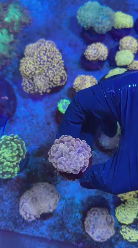 Pink hammer (Euphyllia paraancora)