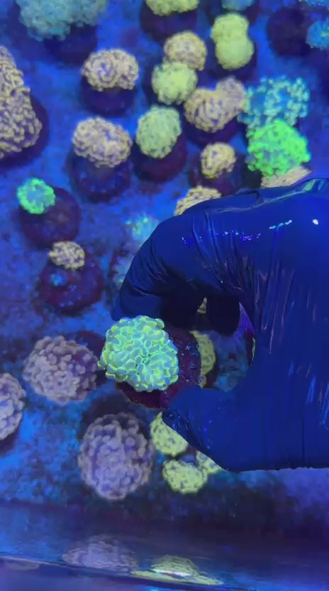 Hologram hammer (Euphyllia paraancora)