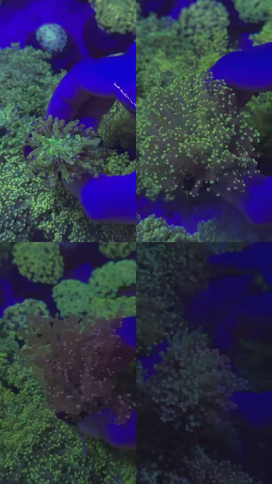 Frogspawn euphyllia Pack ( 4 different colors polyps )