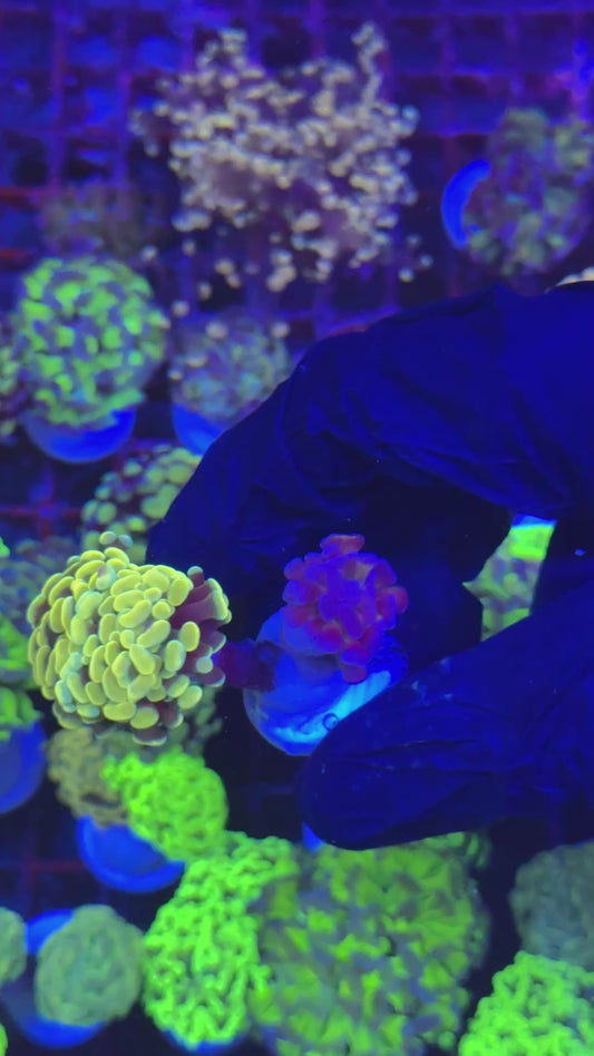 Combo hammer (Euphyllia paraancora)