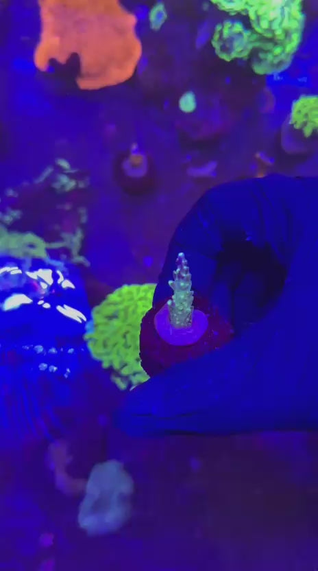 Acropora valida purple monster