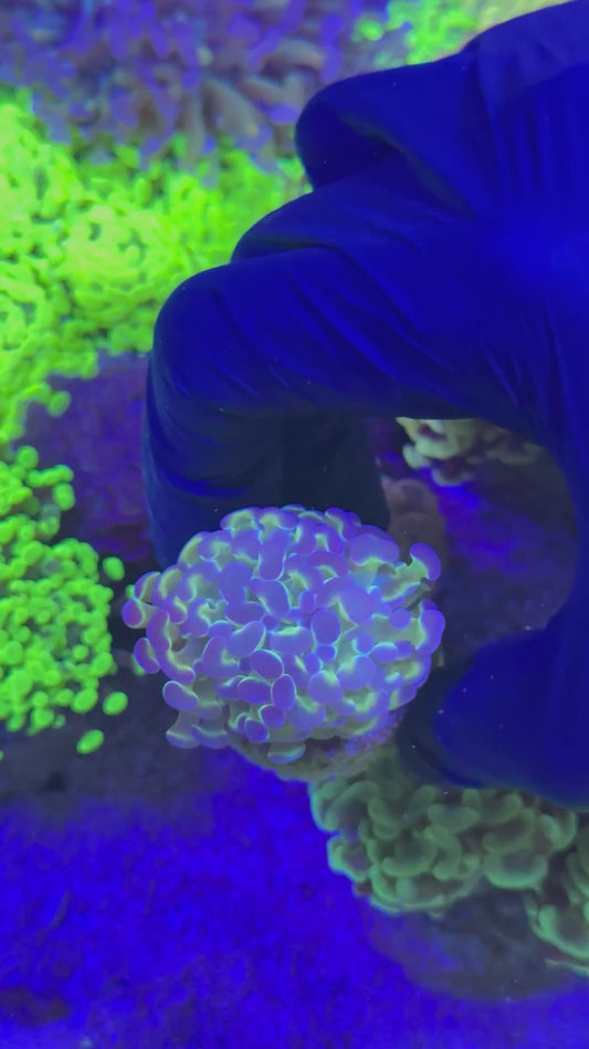 Hologram hammer (Euphyllia paraancora)