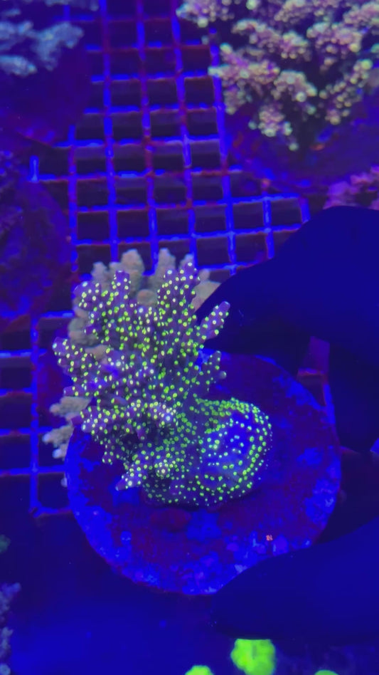 Blueberry Tricolor (Acropora valida)