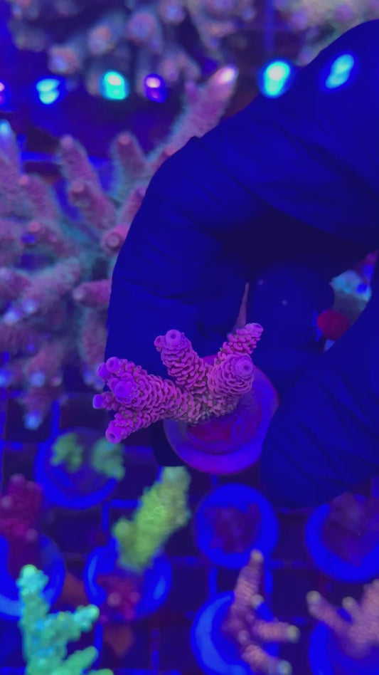 Gold money milly frag (Acropora millepora)