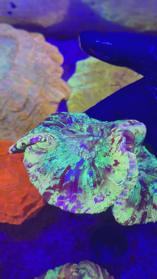 Ultra Multicolor Trachyphyllia