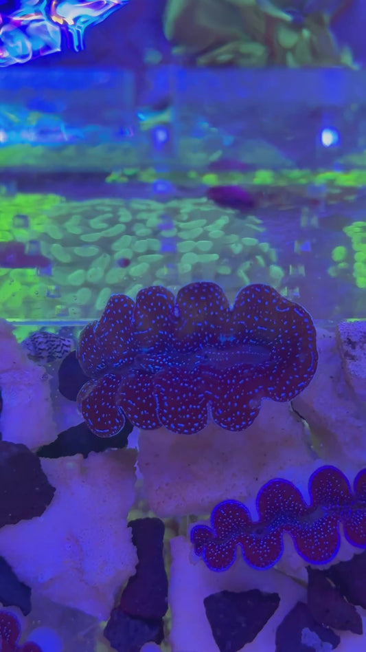 Tridacna crocea Super Blue