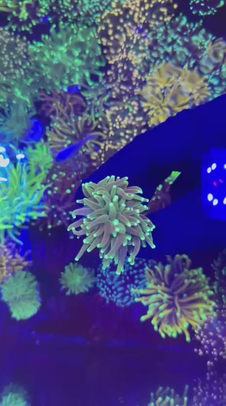Hulk torch (Euphyllia glabrescens)
