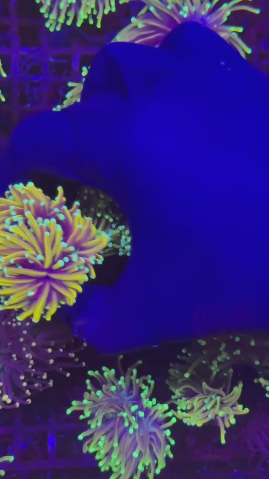 sun goddess torch3h (Euphyllia glabrescens)