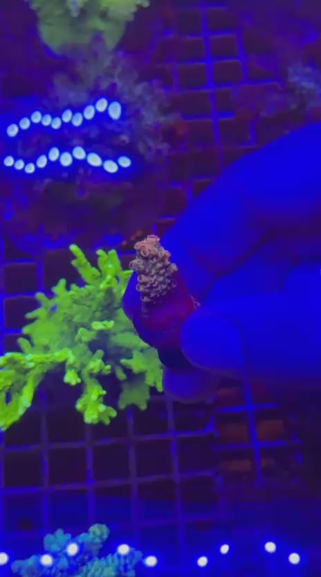 Acropora hyacinthus orange