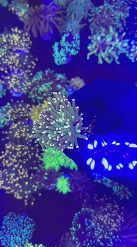 Peach torch (Euphyllia glabrescens)