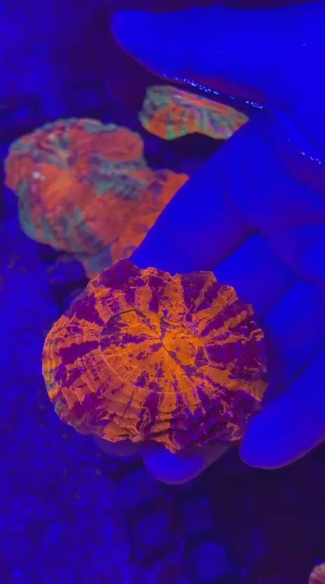 Warpaint Acantho (Acanthophyllia deshayesiana)