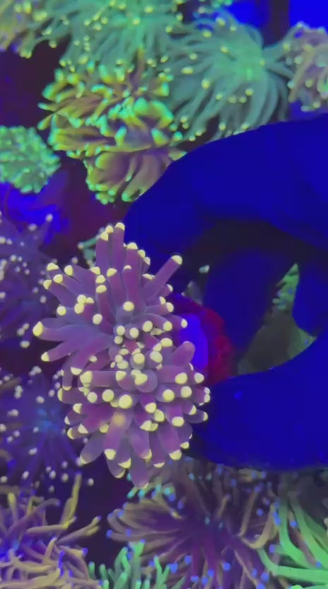 Joker Torch (Euphyllia glabrescens)