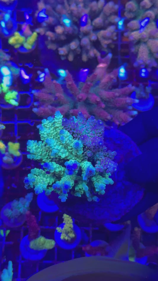 Combo tenuis (Acropora tenuis)