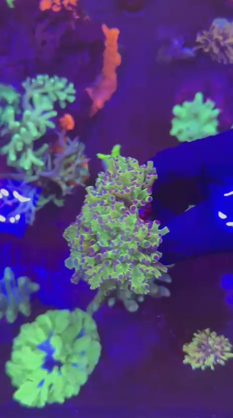 Purple dots (Euphyllia paradivisa)