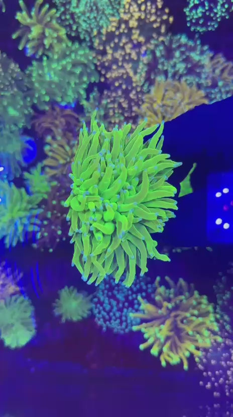 Holy Grail torch (Euphyllia glabrescens)
