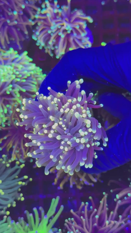 Batman torch (Euphyllia glabrescens)