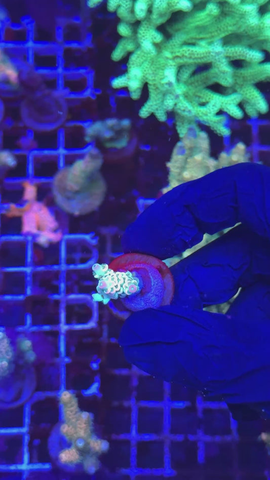Homewrecker frag (Acropora tenuis)