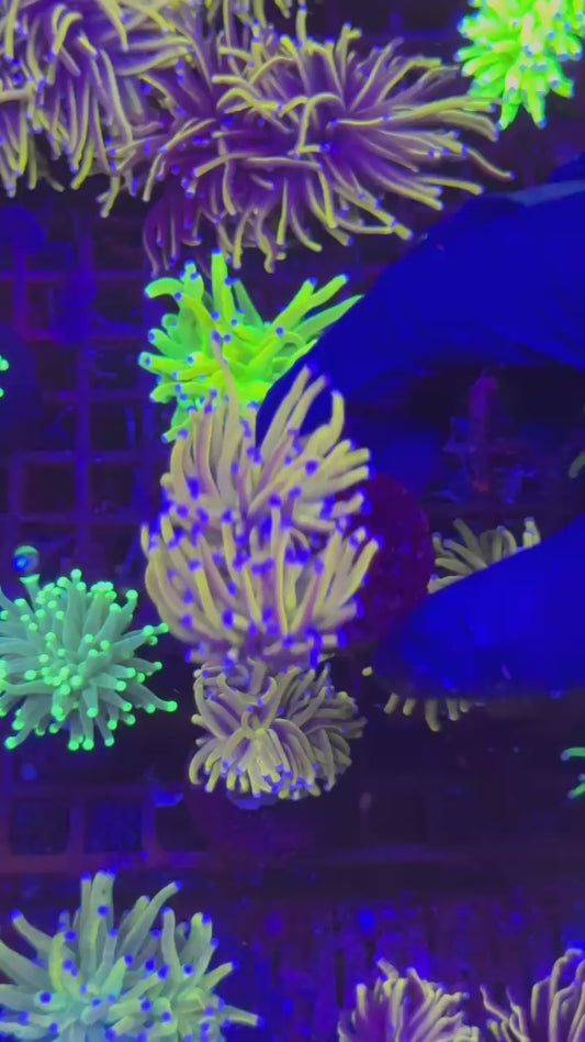 24kt Gold torch 2h (Euphyllia glabrescens)