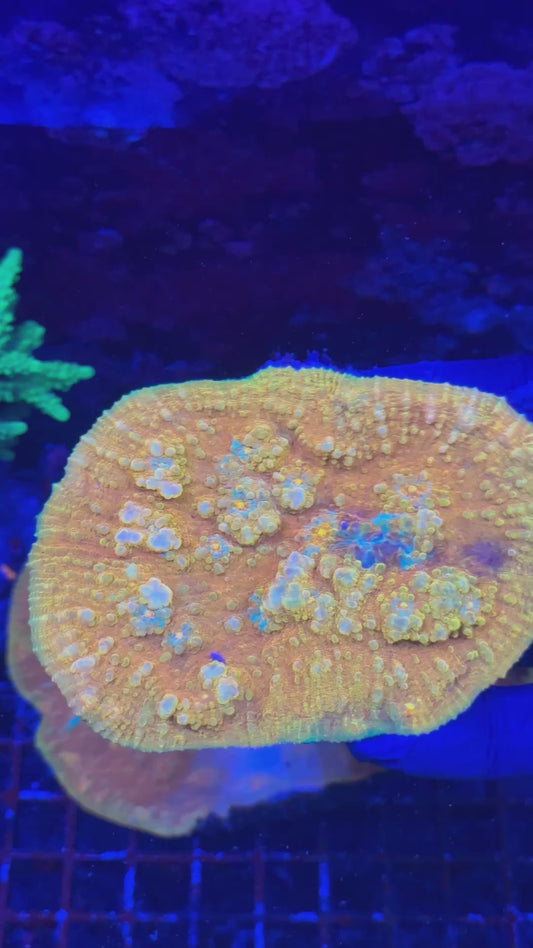 Bubble bounce chalice (Oxypora sp.)