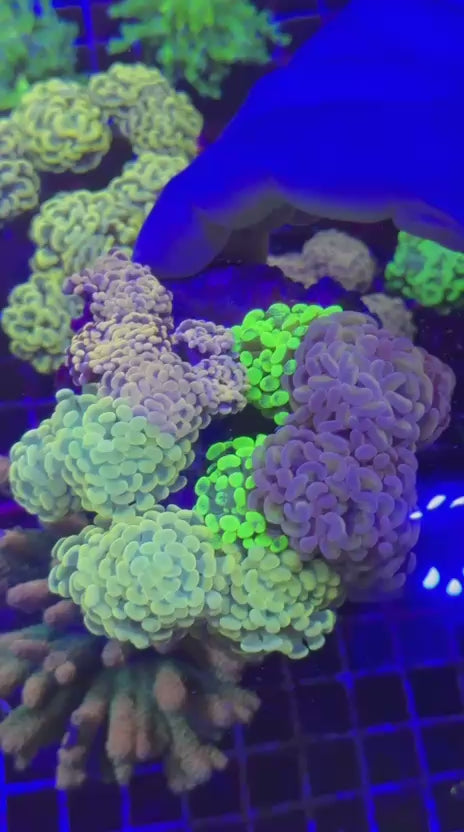 Garden hammer (Euphyllia paraancora)
