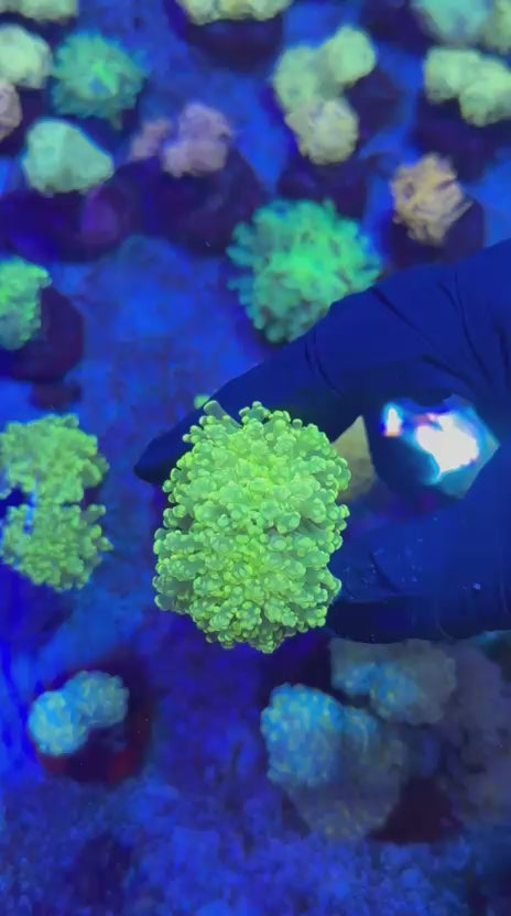 Gold yaeya (Euphyllia yaeyamaensis)