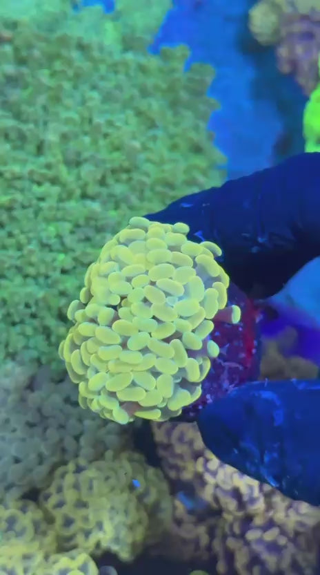 Gold Hammer (Euphyllia paraancora)