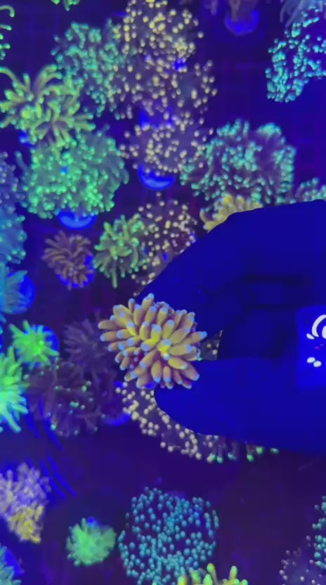 Yellow Banana torch (Euphyllia glabrescens)
