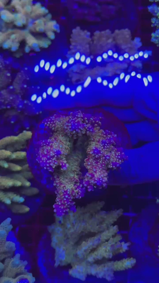 Acropora divaricata sour patch