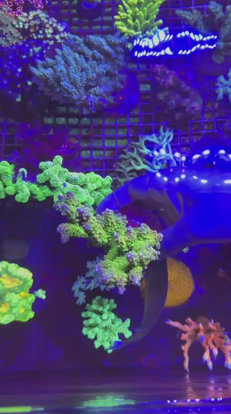Acropora divaricata colony XL mango garden