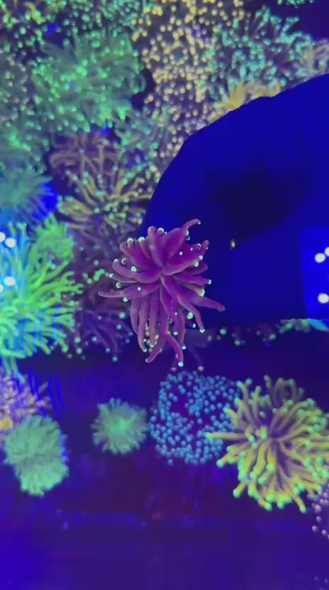 Indo gold torch (Euphyllia glabrescens)
