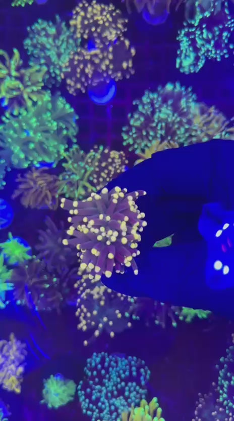Joker torch (Euphyllia glabrescens)